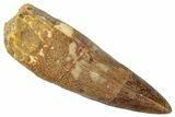 Fossil Spinosaurus Tooth - Real Dinosaur Tooth #269283-1